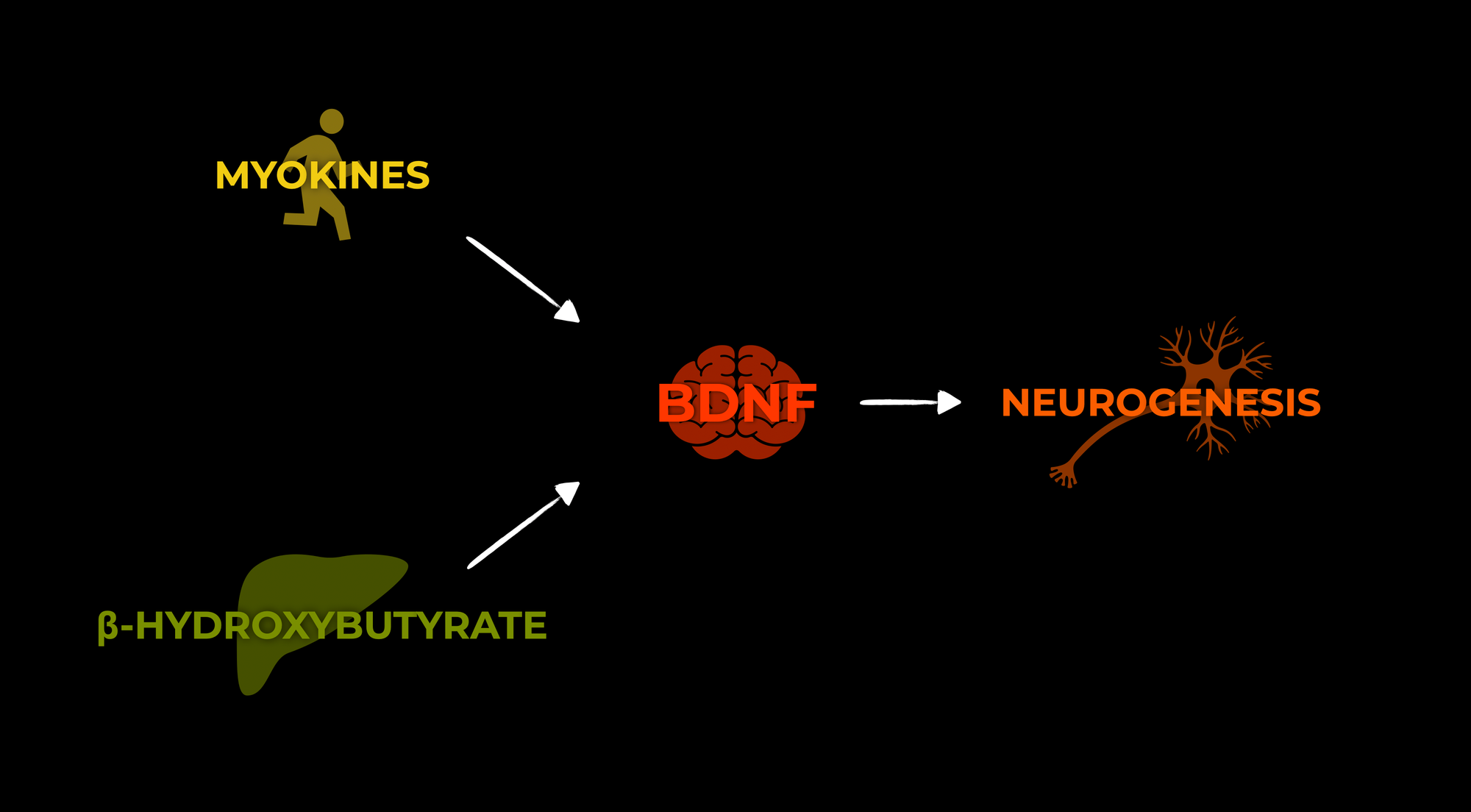 Running Changes Your Brain, let me explain.